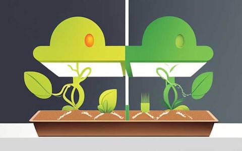 What seeds can germinate without solar energy?