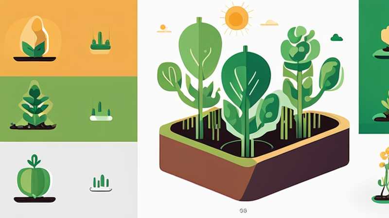 What vegetables can be grown with solar energy