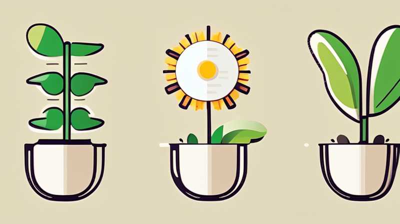 How to plant solar flowers