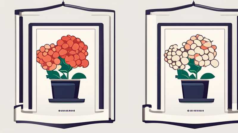 Can hydrangeas be grown without solar energy?